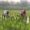 Farmer